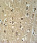 CHRNA3 Antibody (N-term)